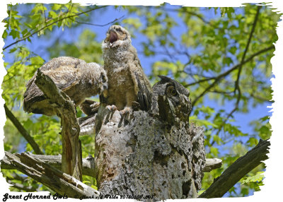 20130508 603 SERIES - Great Horned Owls.jpg