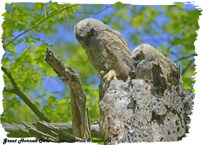 20130509 974 SERIES -  Great Horned Owls.jpg