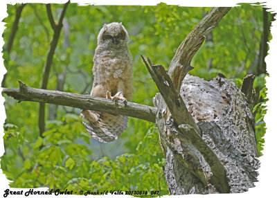 20130516 047  SERIES -  Great Horned Owlet.jpg