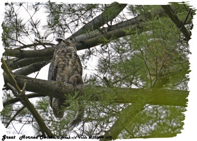 20130516 570  SERIES - Great Horned Owls 1r1.jpg