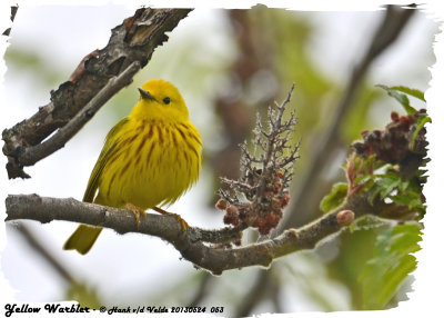 20130524 053 Yellow Warbler.jpg