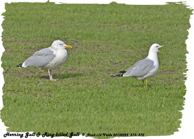 20130525 273 278 Herring and  Ring-billed Gulls.jpg
