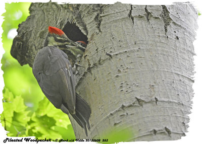 20130608 253 SERIES -  Pileated Woodpecker.jpg