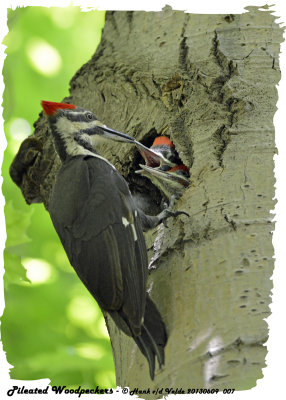 20130609 007 SERIES -  Pileated Woodpecker2.jpg