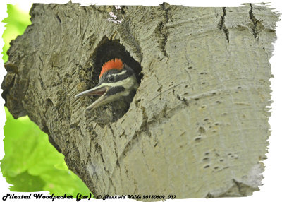 20130609 037 SERIES -  Pileated Woodpecker (juv).jpg