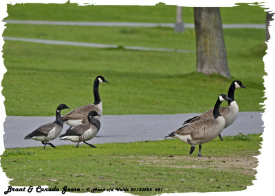 20130525 451 Brant  and  Canada Geese.jpg