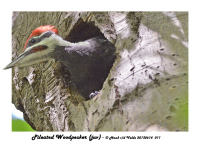 20130614 011 Pileated Woodpecker juv2.jpg