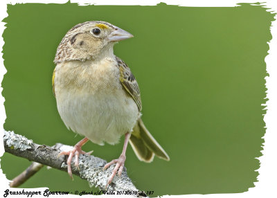 20130610 - 1 187 SERIES - Grasshopper Sparrow.jpg