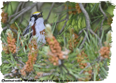 20130610 - 1 515 Chestnut-sided Warbler.jpg