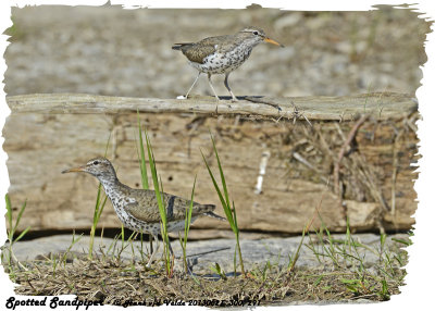 20130621 300 291 Spotted Sandpipers.jpg