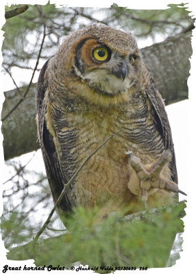 20130626 268 SERIES - Great Horned Owlet.jpg