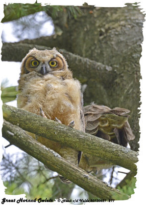 20130627 277 SERIES - Great Horned Owlets xxx.jpg