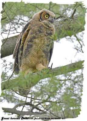 20130626 271 Great Horned Owlet.jpg