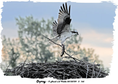 20130729 - 2 165 Osprey.jpg