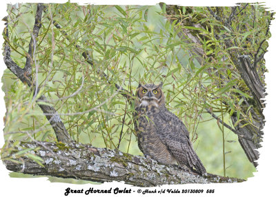 20130809 585 Great horned Owlet.jpg