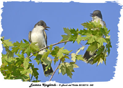 20130716 042 SERIES -  Eastern Kingbirds.jpg