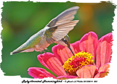 20130814 023 Ruby-throated Hummingbird.jpg