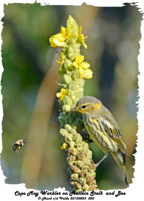 20130823 085 SERIES - Cape May Warbler and Bee.jpg