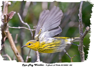 20130823 384 Cape May Warbler.jpg
