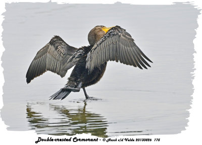 20130826 175 Double-crested Cormorant.jpg