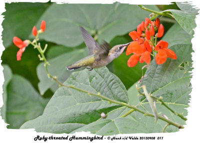 20130908 011 Ruby-throated Hummingbird.jpg