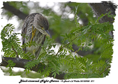 20130908 071 Black-crowned Night Heron (juv).jpg