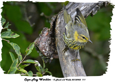 20130903 711 Cape May Warbler.jpg