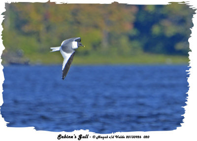 20130926 020 SERIES -  Sabine's Gull.jpg