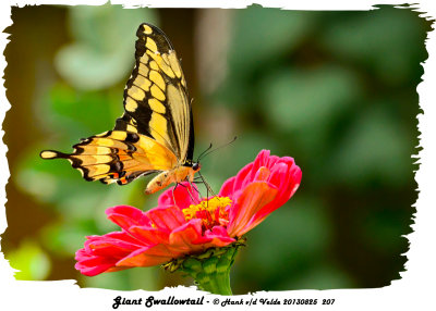20130825 207 Giant Swallowtail.jpg