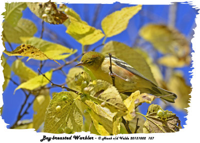 20131002 157 Bay-breasted Warbler.jpg