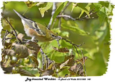 20131002 148 Bay-breasted Warbler.jpg