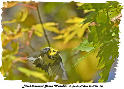 20131010 246 Black-throated Green Warbler.jpg