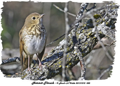 20131010 082 Hermit Thrush.jpg