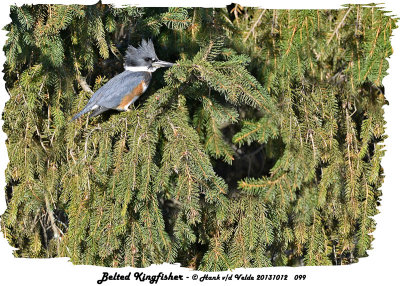 20131012 099 Belted Kingfisher HP.jpg