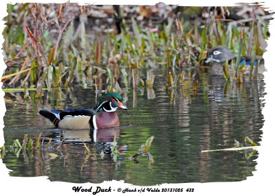 20131025 432 Wood Ducks.jpg