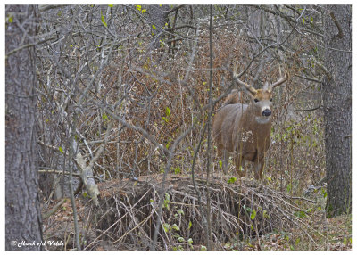 20131113 - 2 027 SERIES - White-tailed Deer.jpg