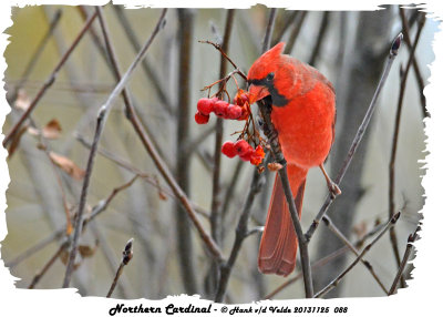 20131125 088 Northern Cardinal.jpg