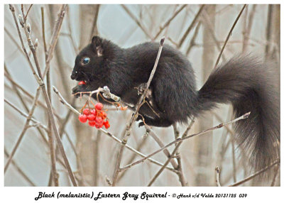 20131125 039 Black (melanistic) Eastern Gray Squirrel.jpg