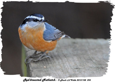 20131108 094 Red-breasted Nuthatch.jpg