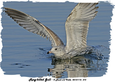 20131116 373 Ring-billed Gull.jpg
