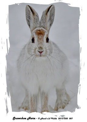 20131202 007 Snowshoe Hare.jpg