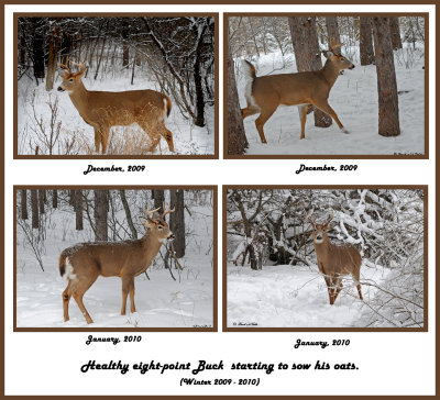 02 20091215 085 017 20100105 276 014 White-tailed Dear.jpg