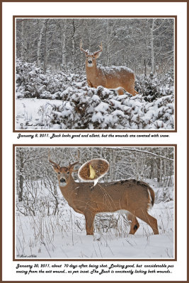 18 20110108 111 20110130 128  White-tailed Deer.jpg