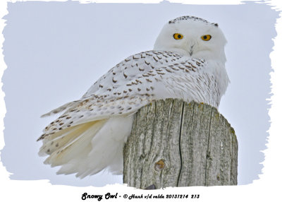 20131214 213 Snowy Owl.jpg
