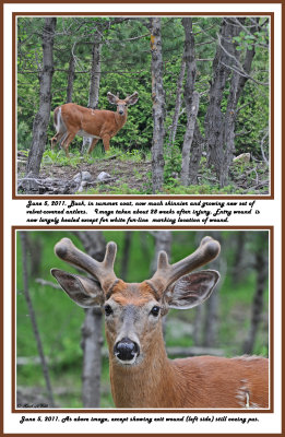 20 20110605 - 2 009 070 White-tailed Deer 2.jpg