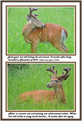 29 20120604 146 324 White-tailed Buck 1r1.jpg