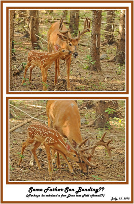 31 20120712 - 1 144 162 White-tailed Deer HP.jpg