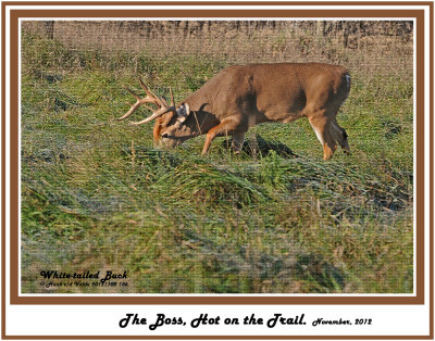 32 20121108 186 SERIES - White-tailed Deer.jpg
