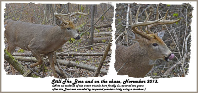 33 20131113 - 2 129, 061 SERIES - White-tailed Deer.jpg