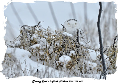 20131221 042 Snowy Owl3.jpg